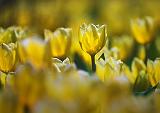 Backlit Yellow-White Tulips_48072